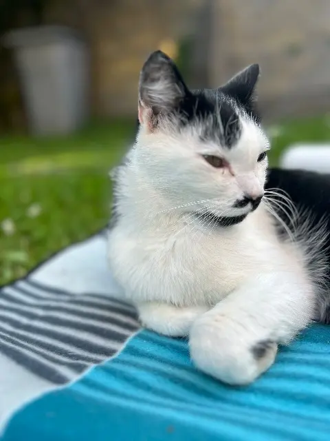 chat lost   54210 Saint-Nicolas-de-Port Sheldon