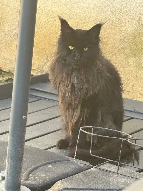 chat lost   54600 Villers-lès-Nancy Soushi
