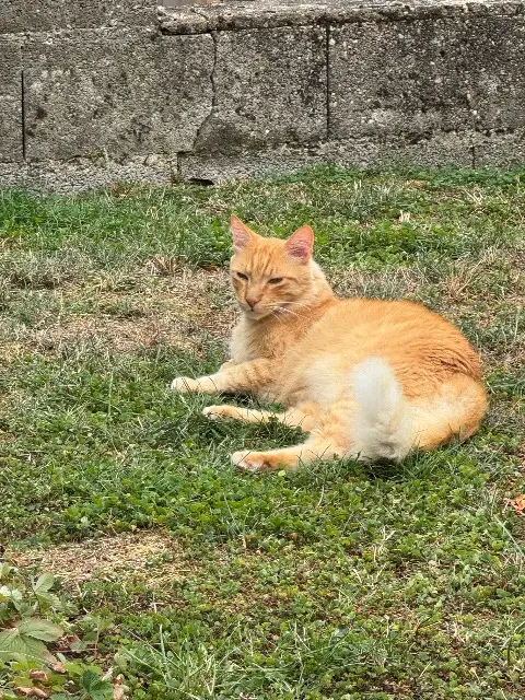 chat lost   54700 Pont-à-Mousson Strepsil