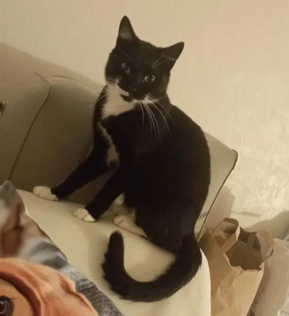 chat perdu 54180 Heillecourt Sven chat lost 54180 Heillecourt Sven