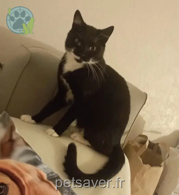 kater vermist 54180 Heillecourt Sven kater lost 54180 Heillecourt Sven