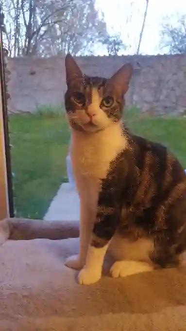 Chat Perdu 54 Meurthe-et-Moselle - Tango Chat Perdu 54 Meurthe-et-Moselle - Tango