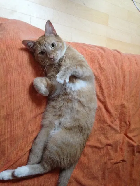 chat lost   54210 Saint-Nicolas-de-Port Taz