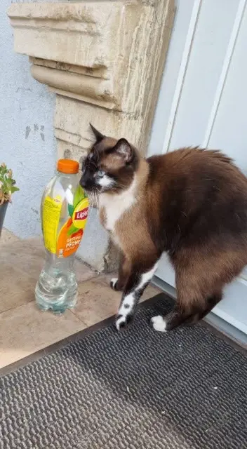 Kater vermisst 54240 Jœuf Taz alias Chouchou Kater lost 54240 Jœuf Taz alias Chouchou