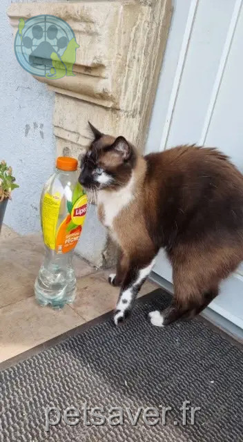 gato perdido 54240 Jœuf Taz alias Chouchou gato lost 54240 Jœuf Taz alias Chouchou