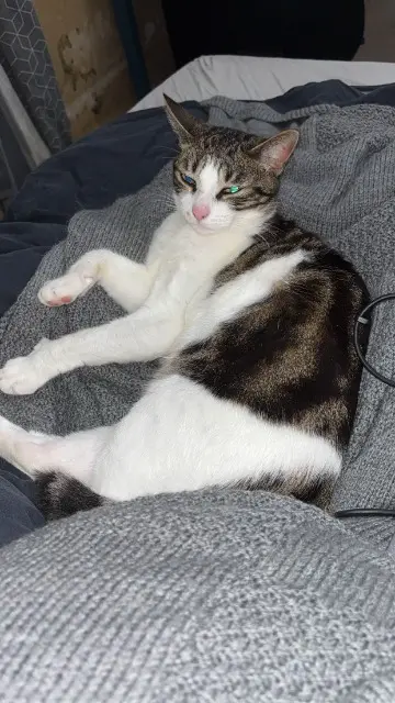 chat lost   54210 Ville-en-Vermois THOR