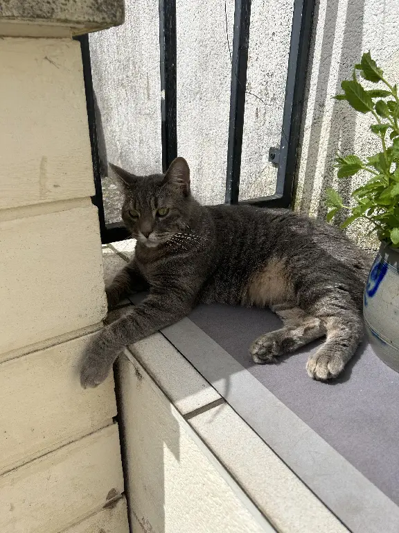 Chat Perdu 54 Meurthe-et-Moselle - Tibag Chat Perdu 54 Meurthe-et-Moselle - Tibag