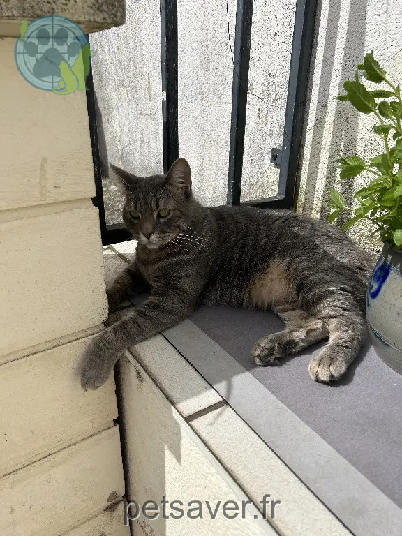 Chat Perdu 54 Meurthe-et-Moselle - Tibag Chat Perdu 54 Meurthe-et-Moselle - Tibag