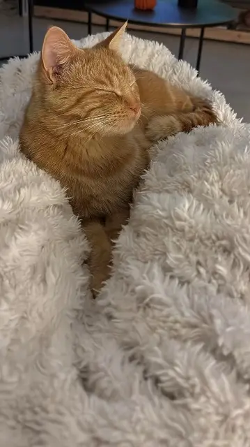 chat lost   54210 Manoncourt-en-Vermois Ticus