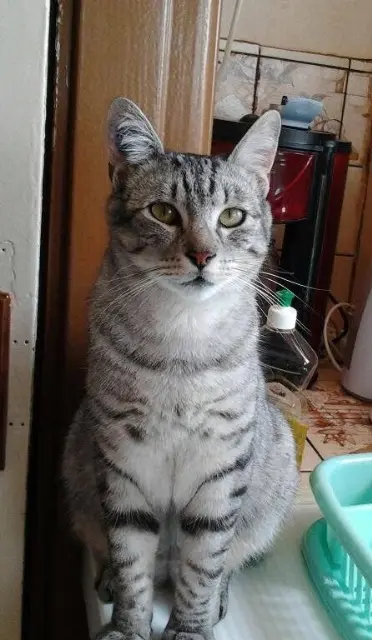 chat lost   54140 Jarville-la-Malgrange Tigris