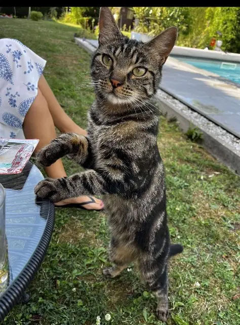 chat lost   54300 Chanteheux Tigrou