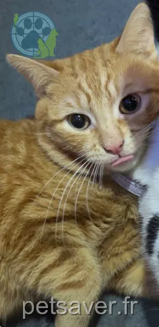 chat lost   54110 Dombasle-sur-Meurthe Tigrou