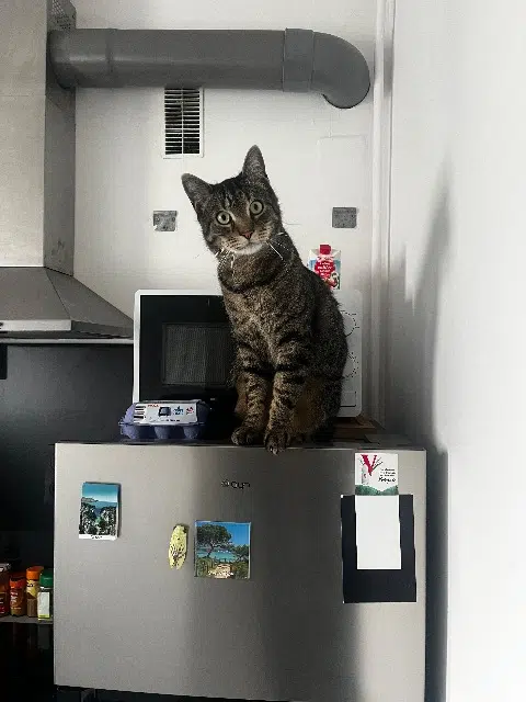 chat lost   54140 Jarville-la-Malgrange Tiki