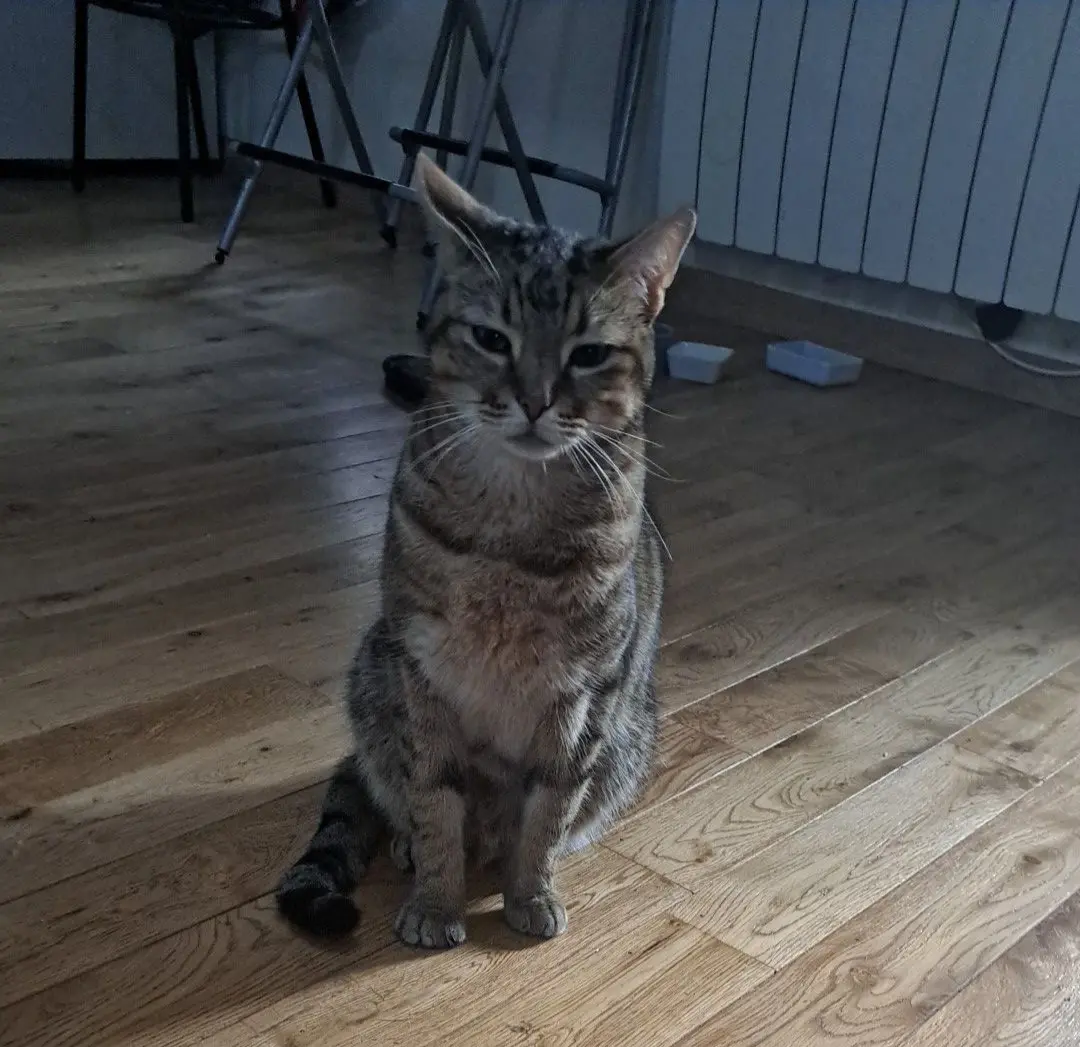 Chat Perdu 54 Meurthe-et-Moselle - Timy Chat Perdu 54 Meurthe-et-Moselle - Timy