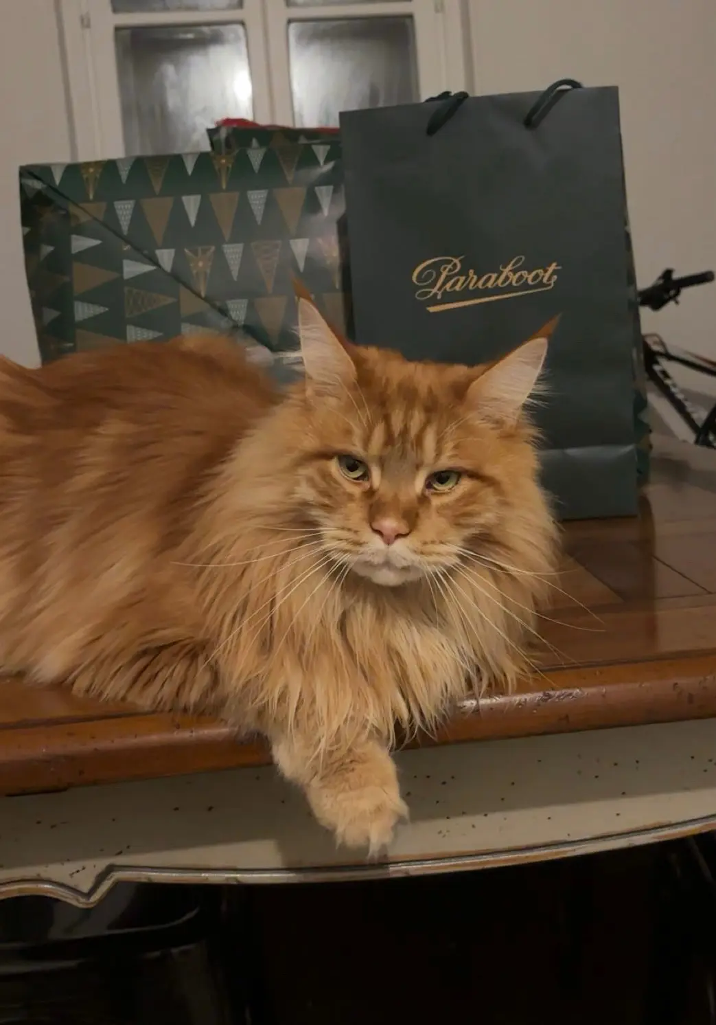 Chat Perdu 54 Meurthe-et-Moselle - Titi Chat Perdu 54 Meurthe-et-Moselle - Titi