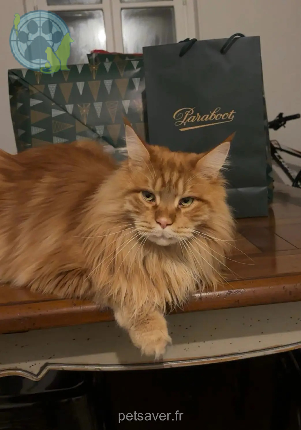Chat Perdu 54 Meurthe-et-Moselle - Titi Chat Perdu 54 Meurthe-et-Moselle - Titi