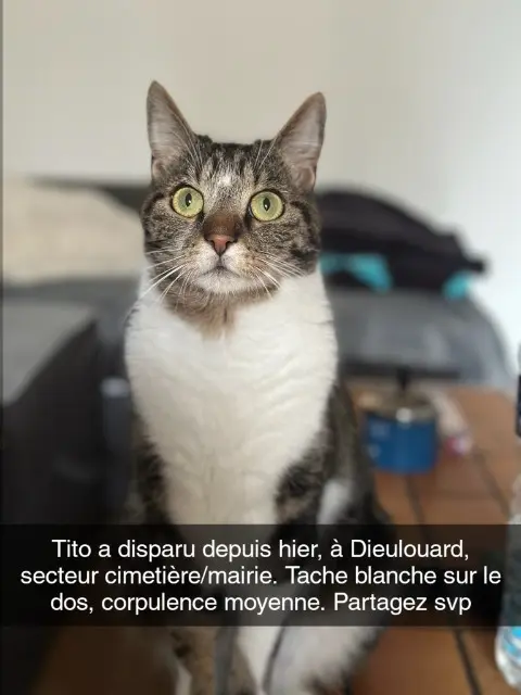 chat lost   54380 Dieulouard Tito