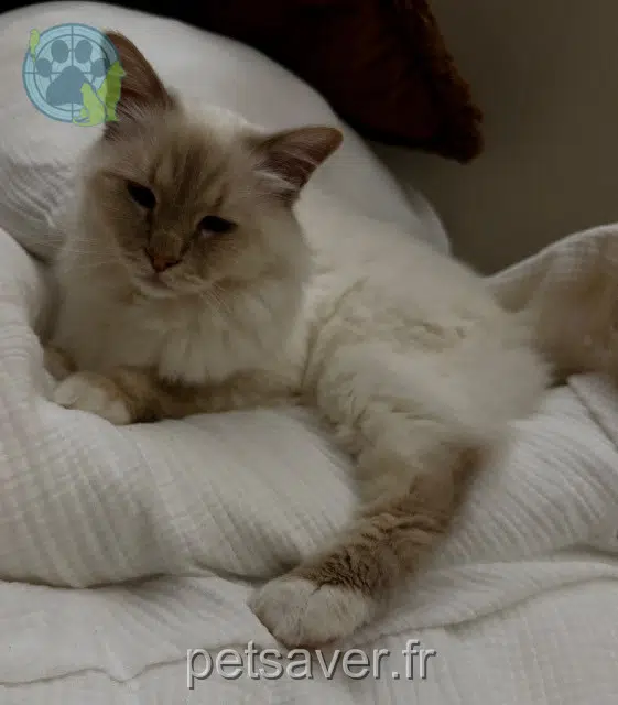 chat lost 54510 Tomblaine Toumy