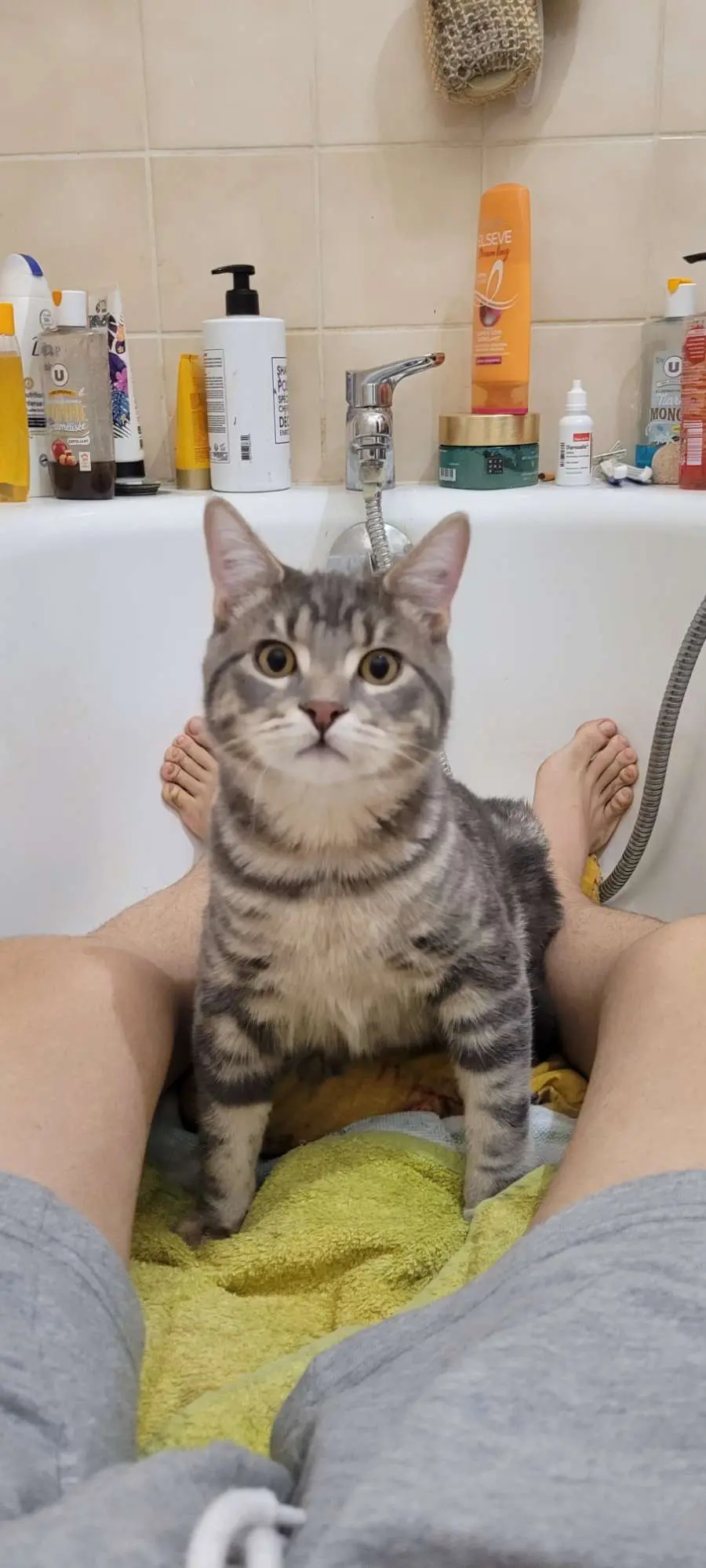 Chat Perdu 54 Meurthe-et-Moselle - Trash Chat Perdu 54 Meurthe-et-Moselle - Trash