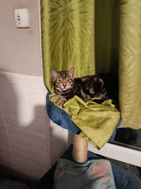 chat lost   54200 Bouvron Tyson