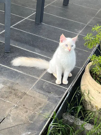 Chat Perdu 54 Meurthe-et-Moselle - Uby Chat Perdu 54 Meurthe-et-Moselle - Uby