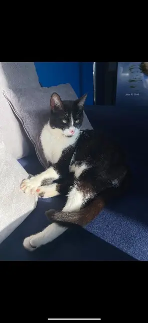 chat lost   54770 Bouxières-aux-Chênes Uno