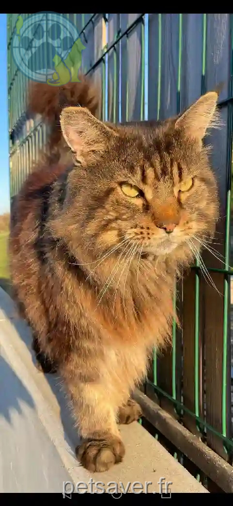 Chat Perdu 54 Meurthe-et-Moselle - Vinci Chat Perdu 54 Meurthe-et-Moselle - Vinci