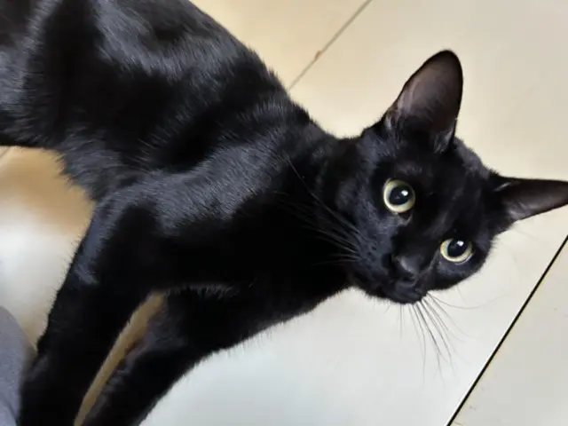 chat lost   54230 Neuves-Maisons Wesley