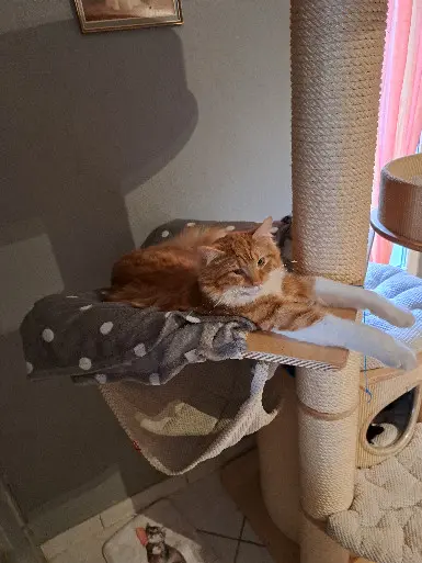 Chat Perdu 54 Meurthe-et-Moselle - Whiskey Chat Perdu 54 Meurthe-et-Moselle - Whiskey
