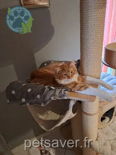 Chat Perdu 54 Meurthe-et-Moselle - Whiskey Chat Perdu 54 Meurthe-et-Moselle - Whiskey