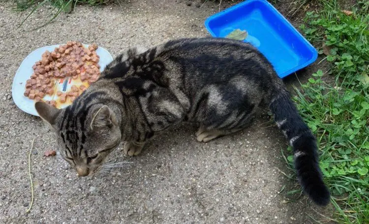 Chat Perdu 54 Meurthe-et-Moselle Chat Perdu 54 Meurthe-et-Moselle