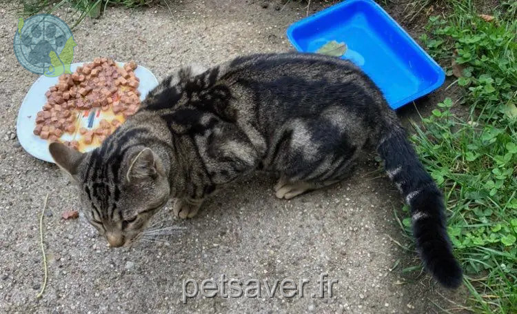 Chat Perdu 54 Meurthe-et-Moselle Chat Perdu 54 Meurthe-et-Moselle