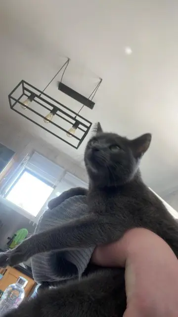 chat lost   54910 Valleroy Yoda