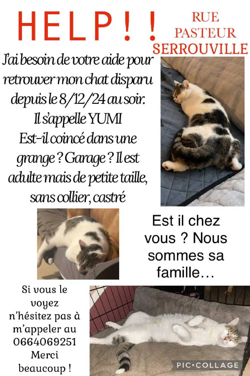 Chat Perdu 54 Meurthe-et-Moselle - Yumi Chat Perdu 54 Meurthe-et-Moselle - Yumi