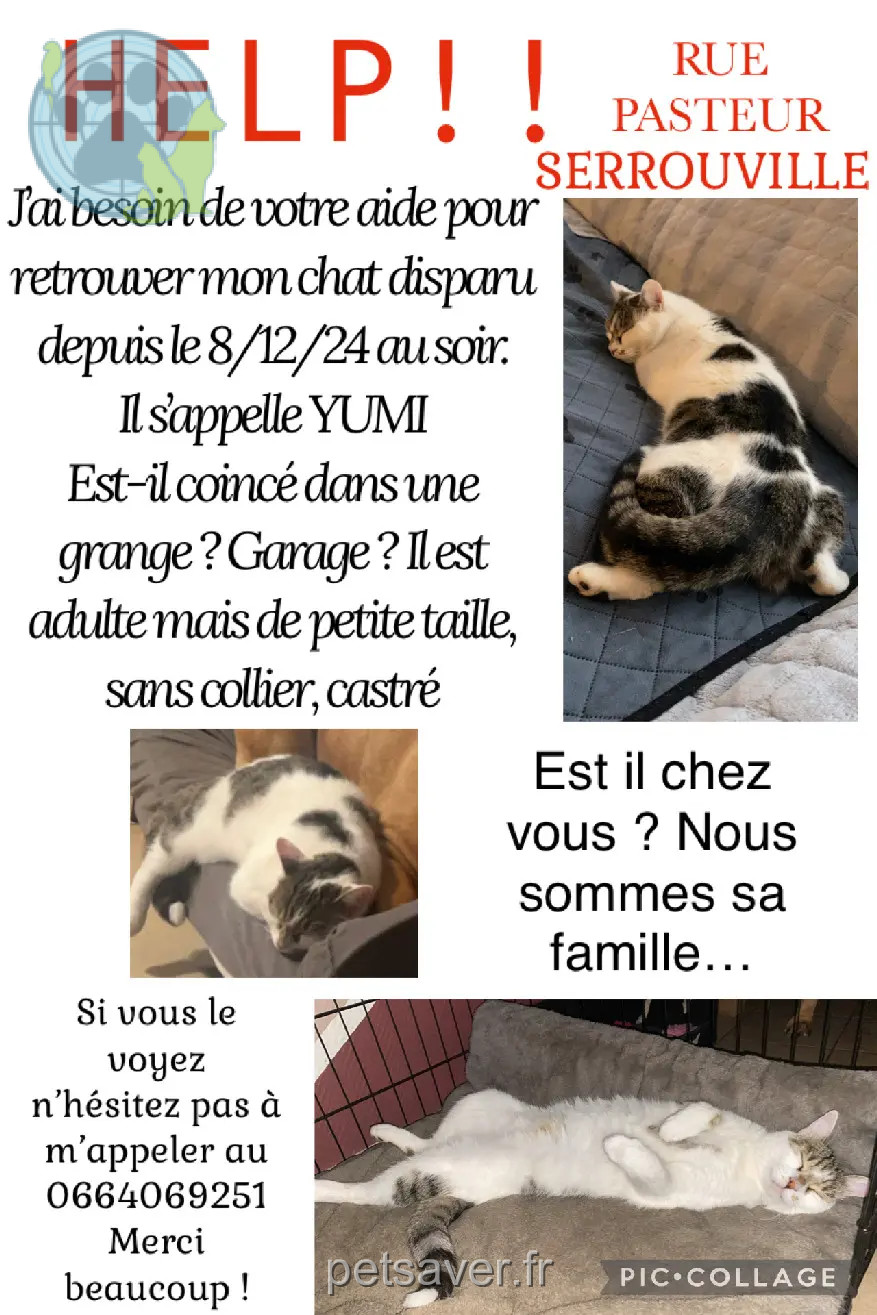 Chat Perdu 54 Meurthe-et-Moselle - Yumi Chat Perdu 54 Meurthe-et-Moselle - Yumi
