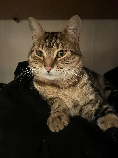 chat lost   54370 Drouville Yumi