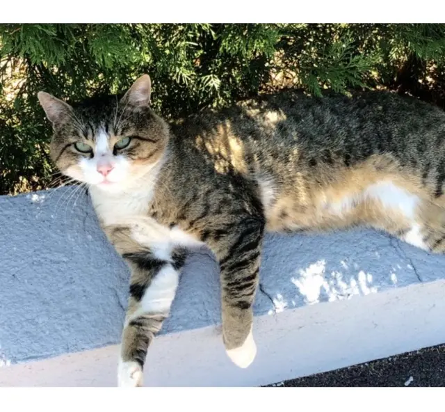 chat lost   54720 Lexy Zazou