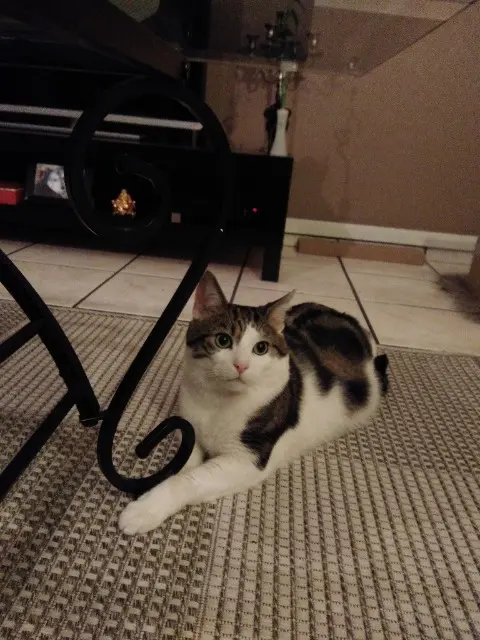 chat lost   54500 Vandœuvre-lès-Nancy Zine