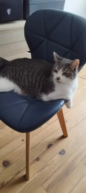 chat lost   54700 Pont-à-Mousson Zorro