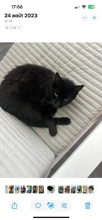 Chat Perdu 54 Meurthe-et-Moselle Chat Perdu 54 Meurthe-et-Moselle