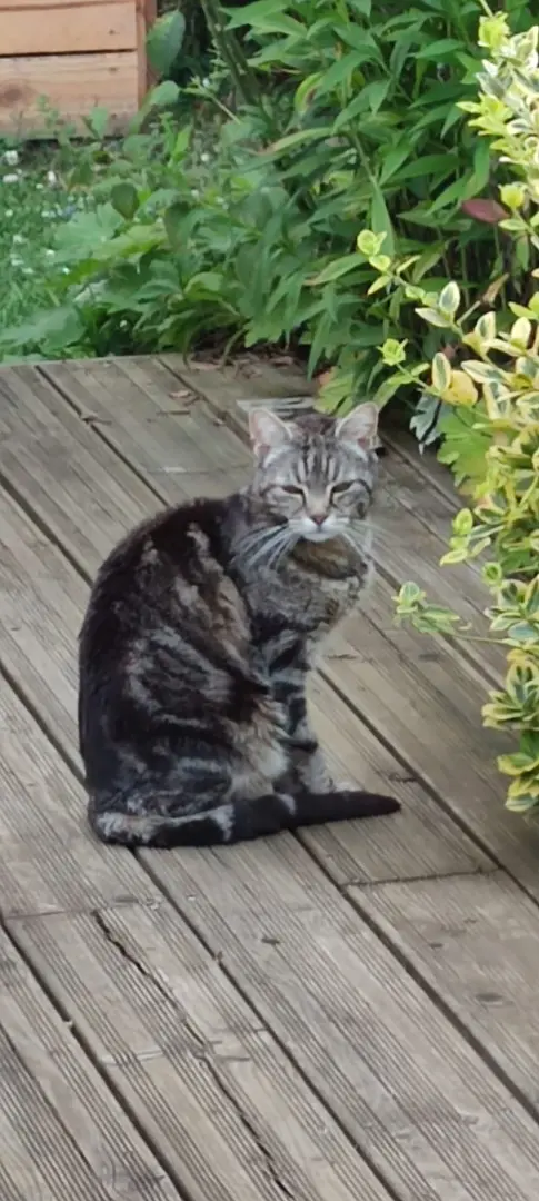 Chat Perdu 54 Meurthe-et-Moselle Chat Perdu 54 Meurthe-et-Moselle