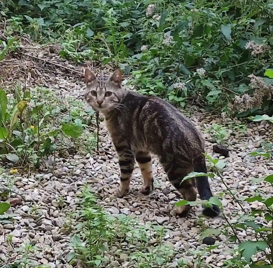 Chat Perdu 55 Meuse - Baba Chat Perdu 55 Meuse - Baba