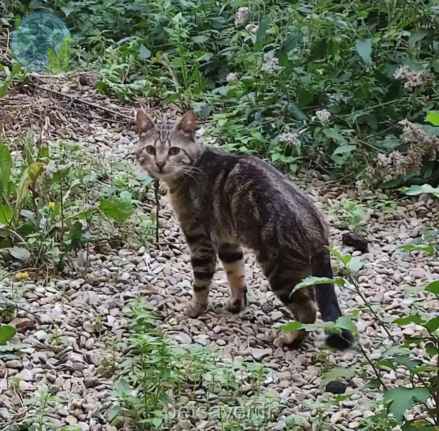 Chat Perdu 55 Meuse - Baba Chat Perdu 55 Meuse - Baba