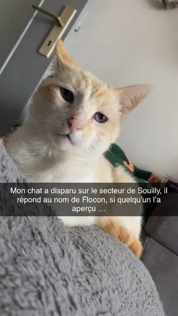 chat lost   55220 Souilly Flocon