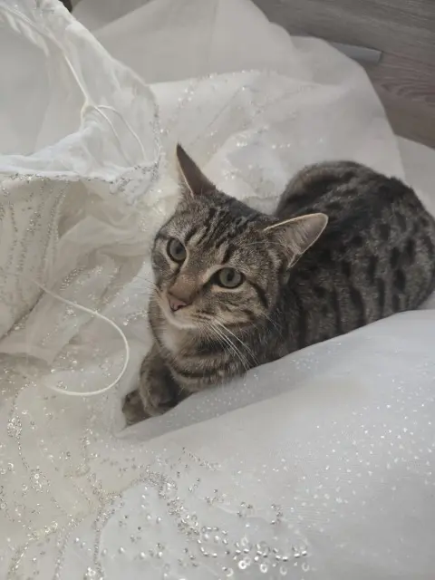 chat lost   55200 Lérouville Hamza