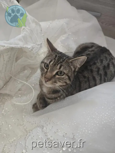 gatto perso 55200 Lérouville Hamza gatto lost 55200 Lérouville Hamza