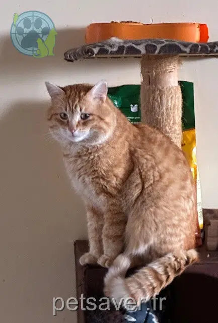 chat lost   55160 Ronvaux Jinx