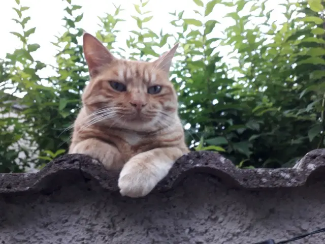 chat lost   55200 Commercy Laurel