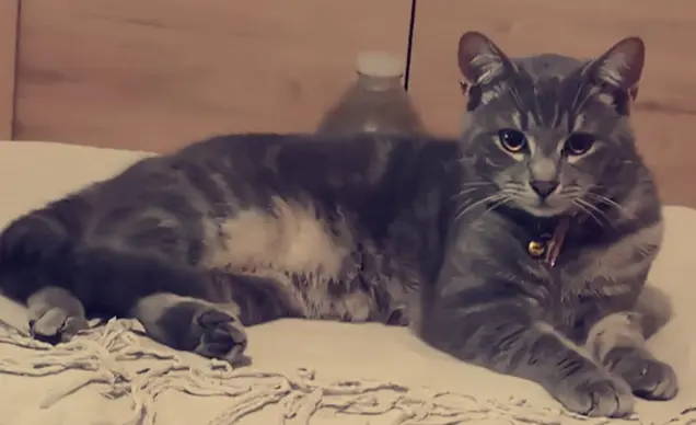 Chat Perdu 55 Meuse - Luffy Chat Perdu 55 Meuse - Luffy