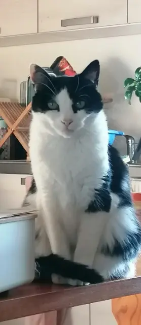 chat lost   55100 Verdun MARLUS